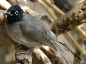 Смотреть фото Желтопоясничный бюльбюль Фото Желтопоясничный бюльбюль