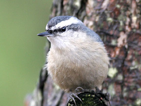 Смотреть фото Косматый поползень Фото Косматый поползень