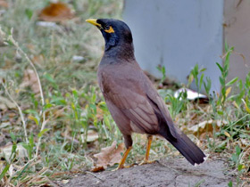 Фото Обыкновенная майна