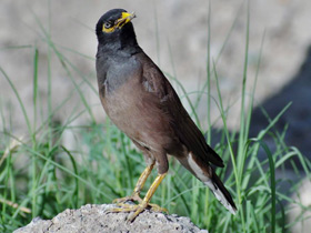 Фото Обыкновенная майна