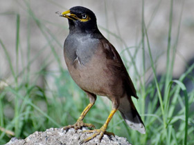 Фото Обыкновенная майна