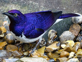 Фото Аметистовый скворец