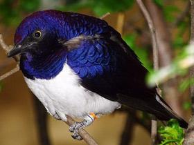 Фото Аметистовый скворец