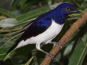 Фото Аметистовый скворец