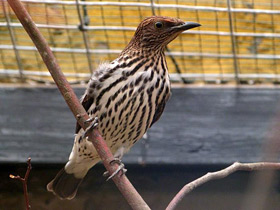 Фото Аметистовый скворец