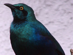 Фото Малый голубоухий скворец