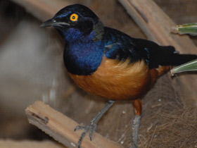 Смотреть фото Скворец Хильдебрандта Фото Скворец Хильдебрандта