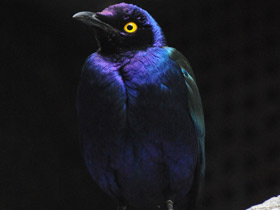 Фото Пурпурный блестящий скворец