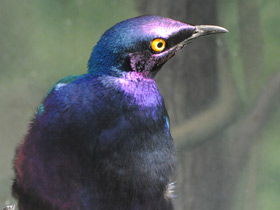 Фото Пурпурный блестящий скворец