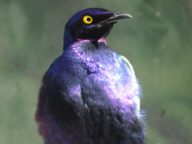 Фото Пурпурный блестящий скворец