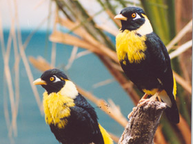 Смотреть фото Золотогрудый мино Фото Золотогрудый мино