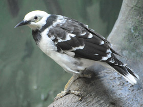 Смотреть фото Черношейный скворец Фото Черношейный скворец