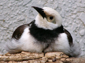 Смотреть фото Черношейный скворец Фото Черношейный скворец