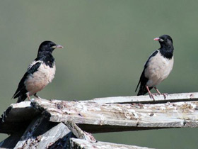 Смотреть фото Розовый скворец Фото Розовый скворец