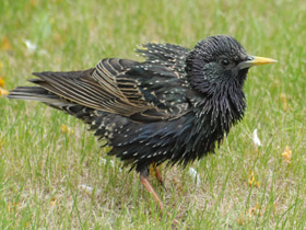 Смотреть фото Массовые нашествия животных Фото Массовые нашествия животных