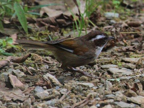 Фото Белобровая фулветта