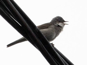 Фото Серая славка