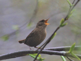 Фото Американский крапивник