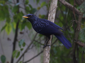 Фото Синяя птица