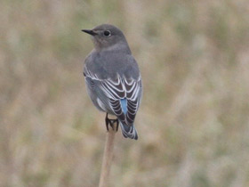 Фото Голубая сиалия