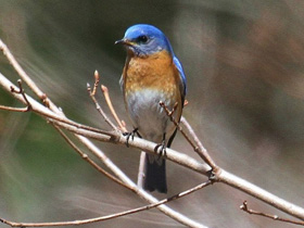Фото Восточная сиалия