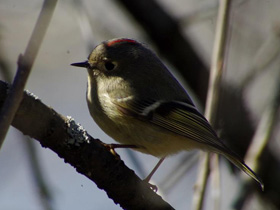 Фото Восточная сиалия