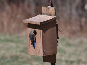 Фото Восточная сиалия