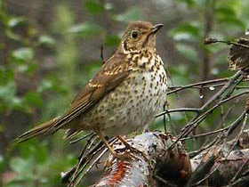 Смотреть фото Певчий дрозд Фото Певчий дрозд