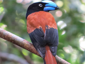 Смотреть фото Шлемоносная ванга Фото Шлемоносная ванга