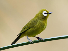 Фото Желтобрюхая белоглазка