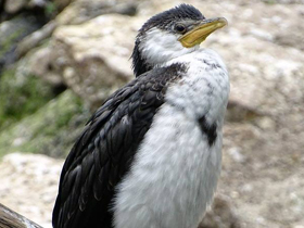 Смотреть фото Малый пёстрый баклан Фото Малый пёстрый баклан