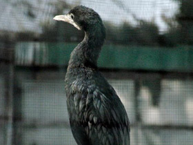 Смотреть фото Яванский баклан Фото Яванский баклан