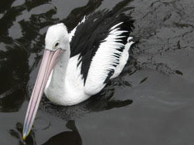 Фото Австралийский очковый пеликан
