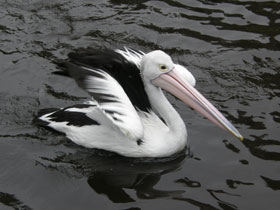 Фото Австралийский очковый пеликан