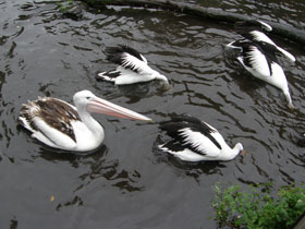 Фото Австралийский очковый пеликан