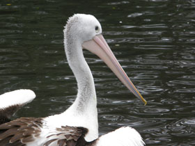 Фото Австралийский очковый пеликан