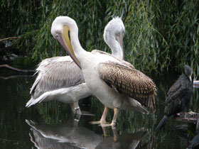 Фото Пеликаны