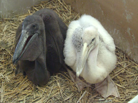 Смотреть фото Розовый пеликан Фото Розовый пеликан