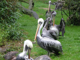 Смотреть фото Перуанский пеликан Фото Перуанский пеликан