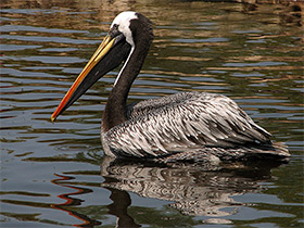 Смотреть фото Перуанский пеликан Фото Перуанский пеликан