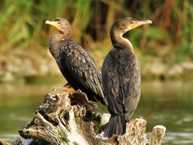 Фото Ушастый баклан