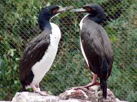 Фото Перуанский баклан