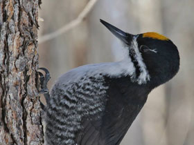 Смотреть фото Черноспинный дятел Фото Черноспинный дятел