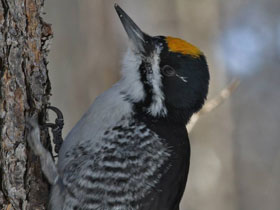 Смотреть фото Черноспинный дятел Фото Черноспинный дятел
