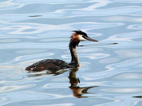 Смотреть фото Чомга Фото Чомга