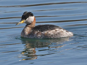Серощёкая поганка Серощёкая поганка
