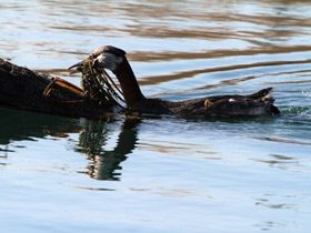 Смотреть фото Серощёкая поганка Фото Серощёкая поганка