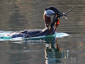 Смотреть фото Серощёкая поганка Фото Серощёкая поганка