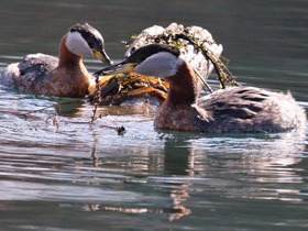 Смотреть фото Серощёкая поганка Фото Серощёкая поганка