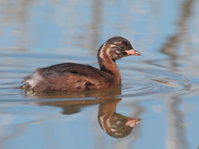 Смотреть фото Малая поганка Фото Малая поганка